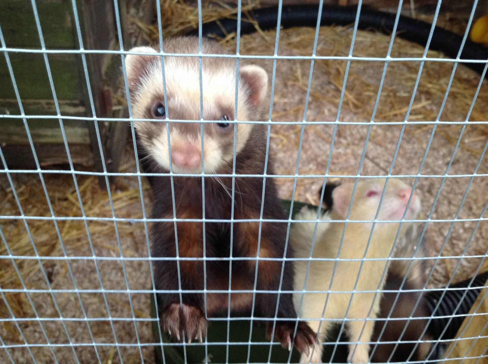 Seymour pest control, pest control rye, pest control tenterden, mark seymour,seymour pest control