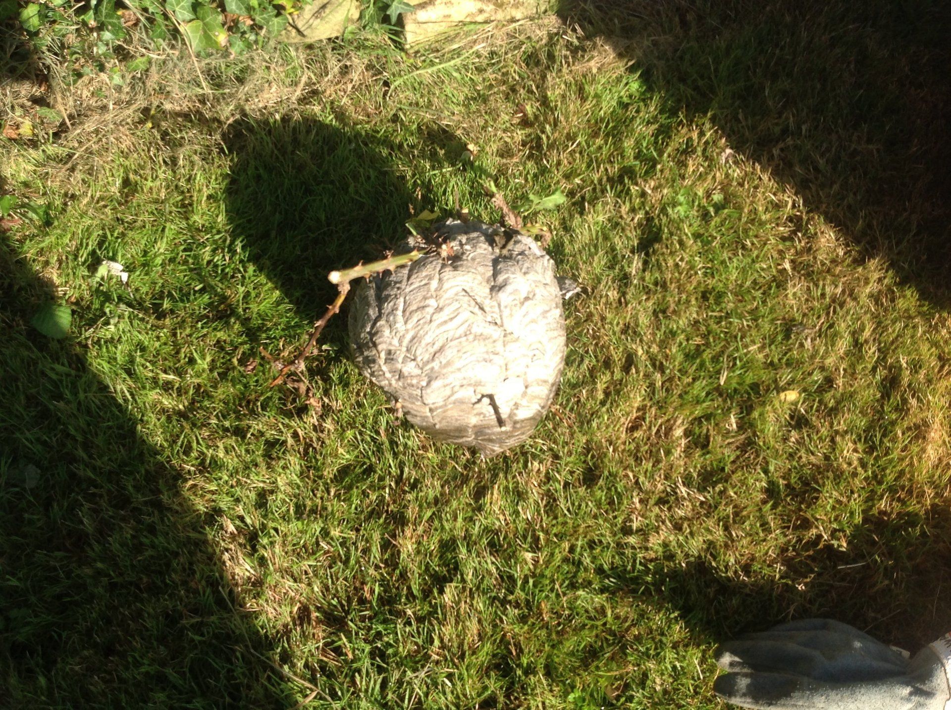 Seymour pest control, pest control rye, pest control tenterden, mark seymour,seymour pest control