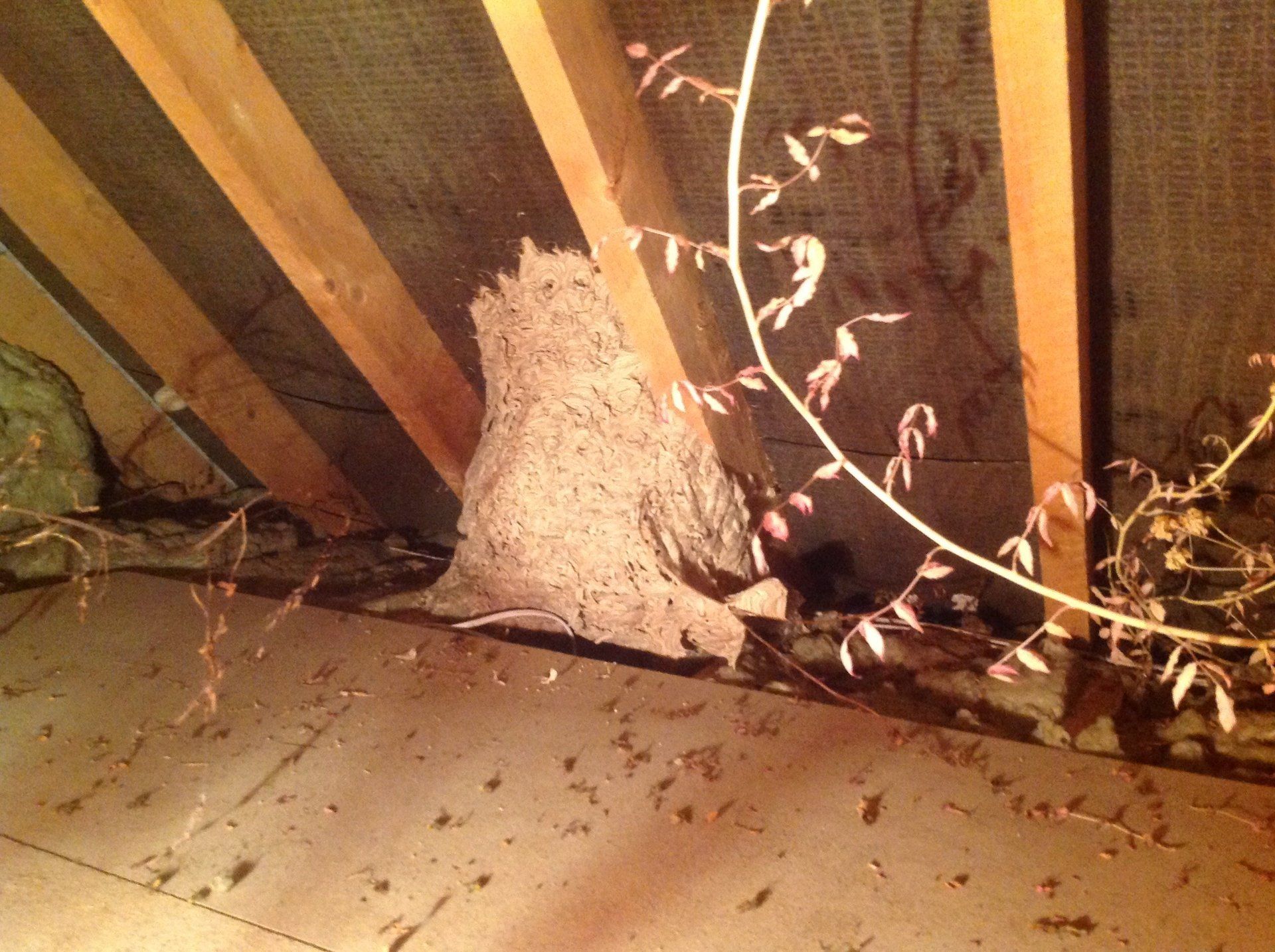 Seymour pest control, pest control rye, pest control tenterden, mark seymour,seymour pest control