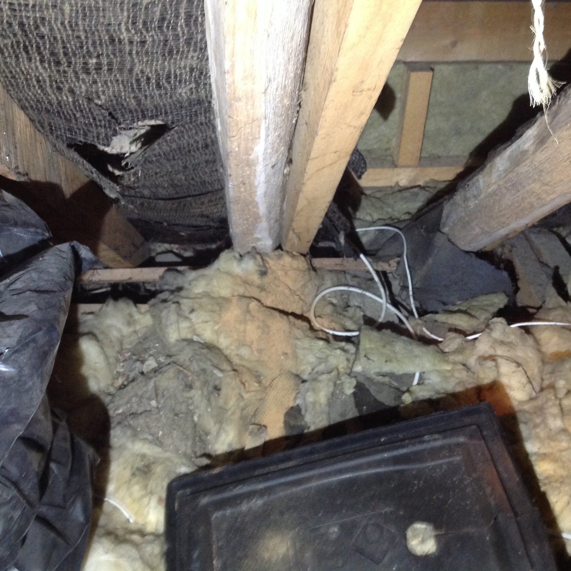 Seymour pest control, pest control rye, pest control tenterden, mark seymour,seymour pest control