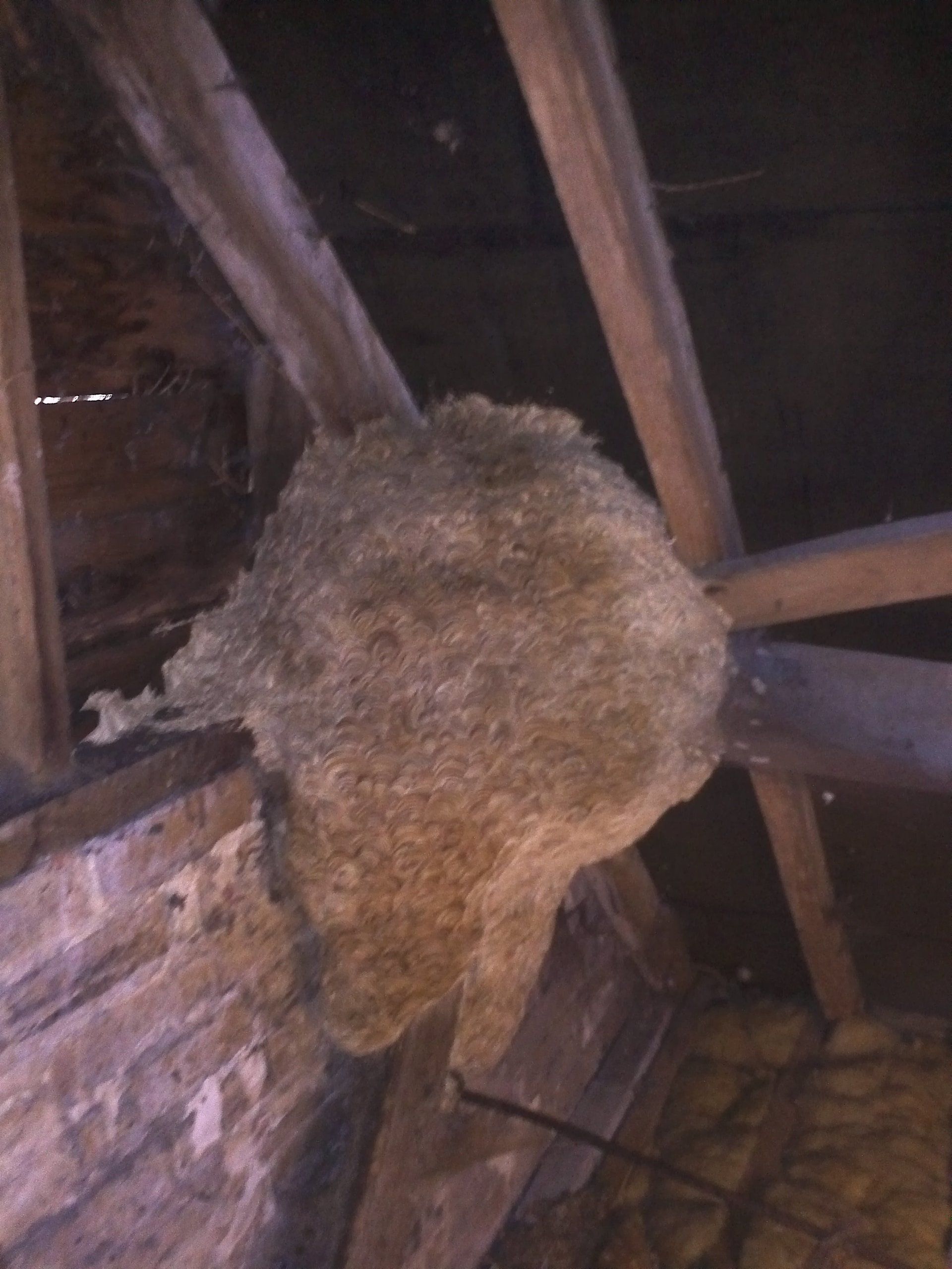 Seymour pest control, pest control rye, pest control tenterden, mark seymour,seymour pest control