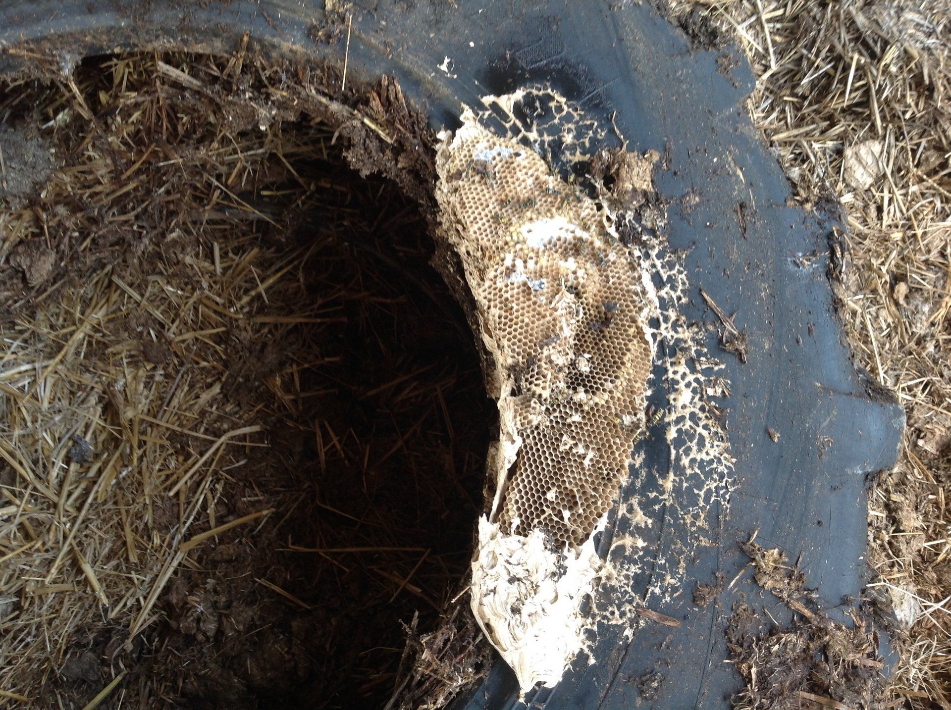 Seymour pest control, pest control rye, pest control tenterden, mark seymour,seymour pest control