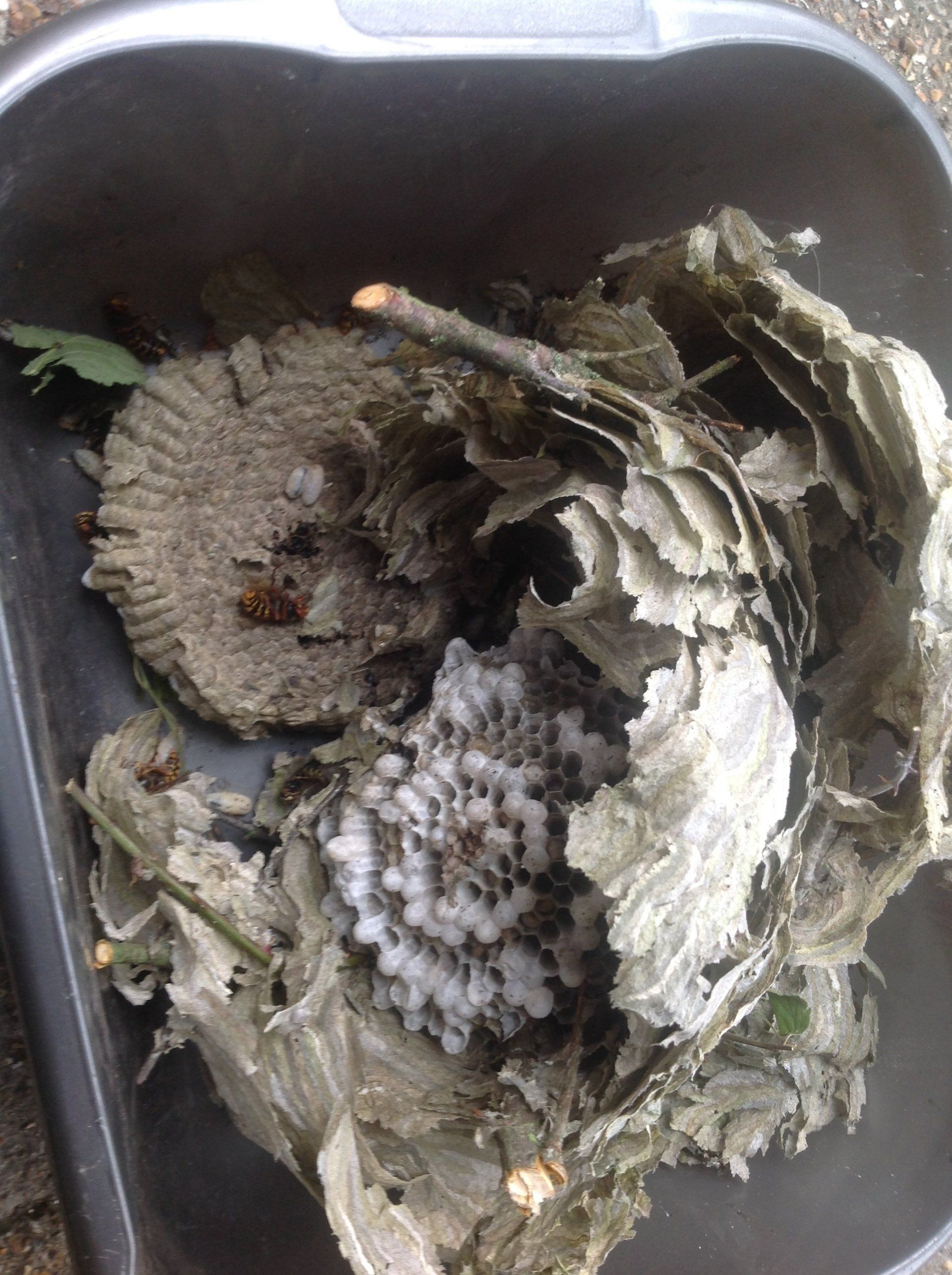 Seymour pest control, pest control rye, pest control tenterden, mark seymour,seymour pest control