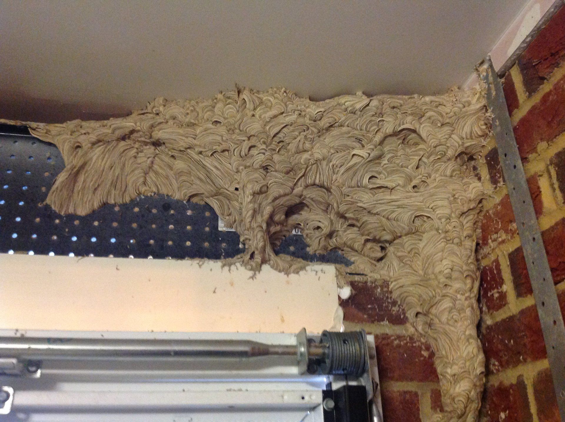 Seymour pest control, pest control rye, pest control tenterden, mark seymour,seymour pest control