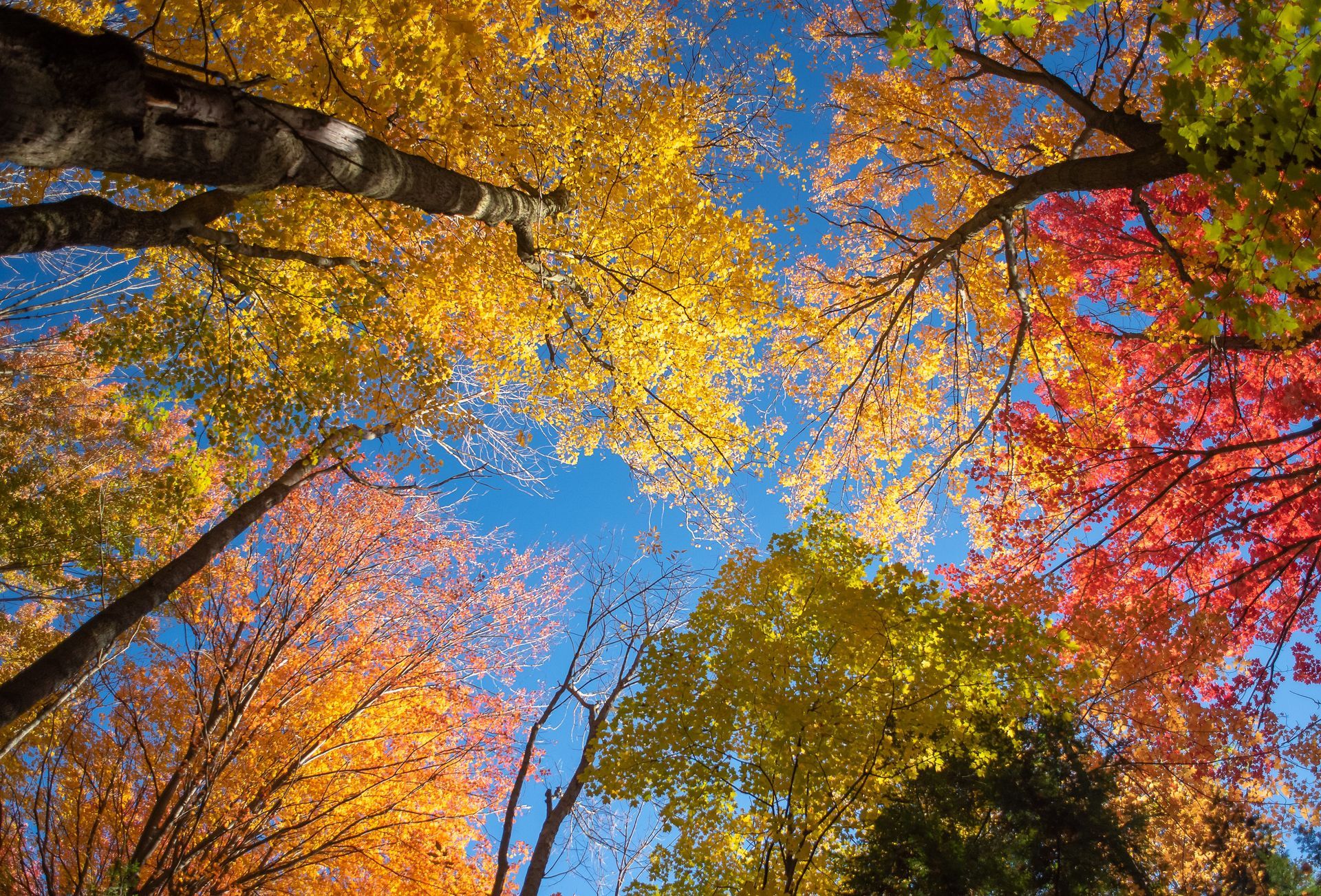 Vue en contre-plongée sur les feuilles d'arbres canadiens.