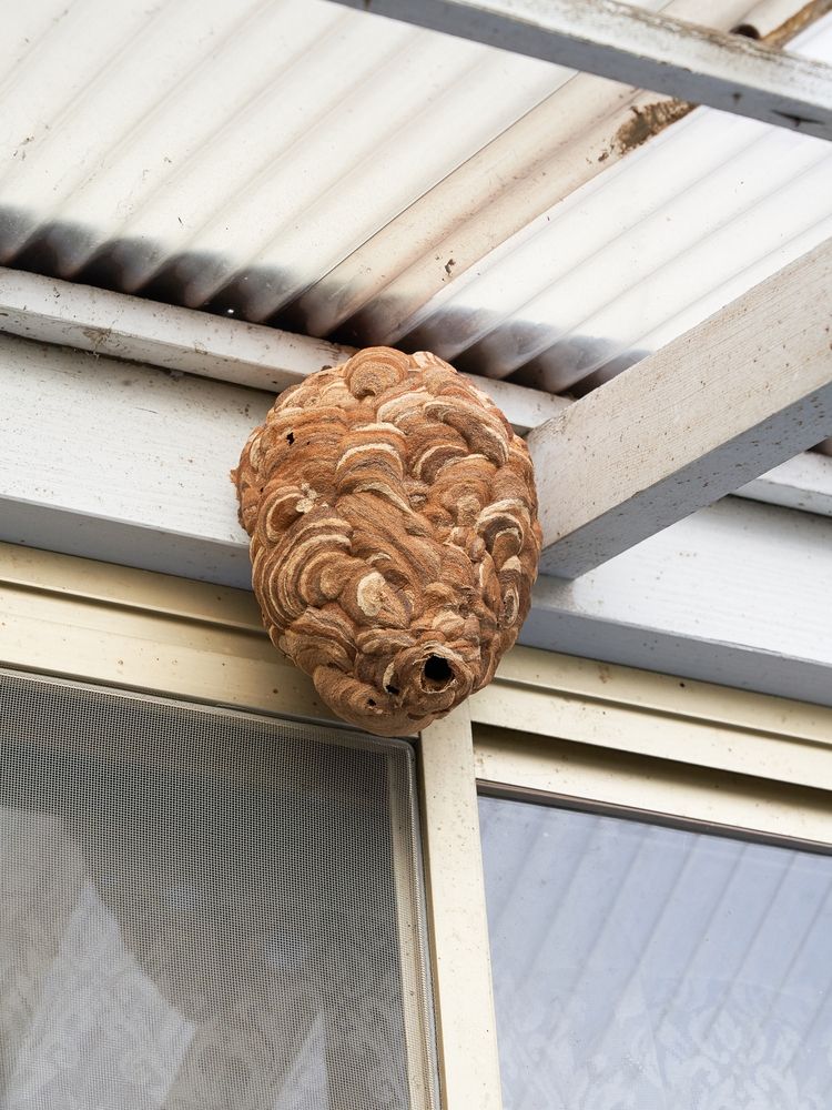 Large Hornets Nest Under the Roof