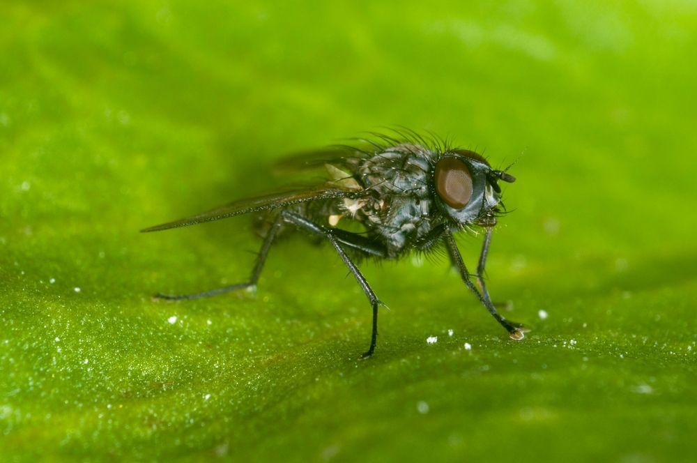 Cluster Fly At Rest on a Leaf