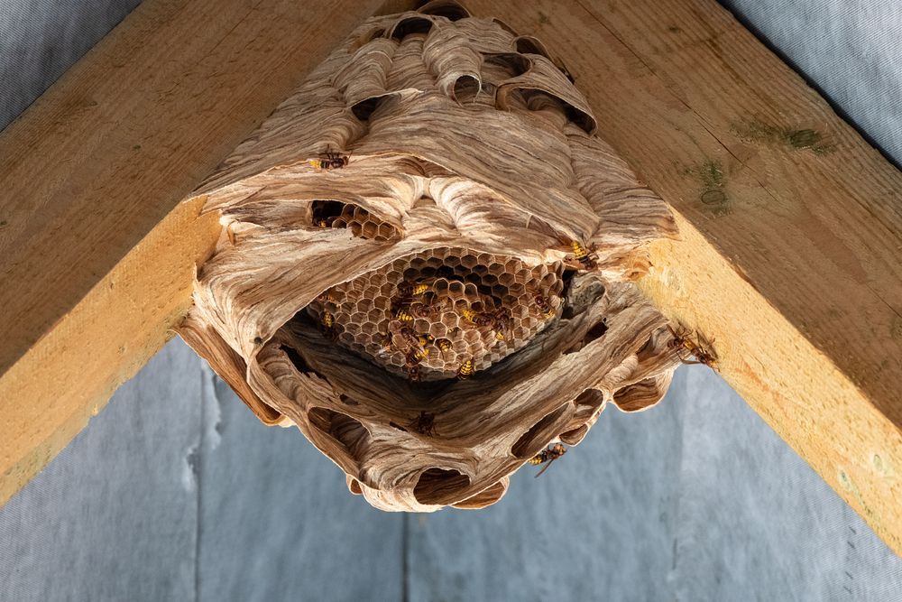 Hornets Nest