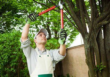 Residential Tree Trimming Service — Hastings, MN — Rivertown Tree Service