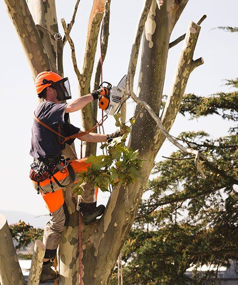 Man Sawing Top of the Tree — Hastings, MN — Rivertown Tree Service