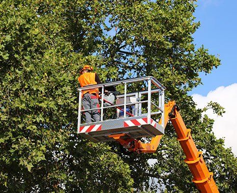 Man Trimming the Tree — Hastings, MN — Rivertown Tree Service