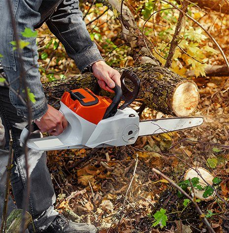 Tree Removal Fort Worth