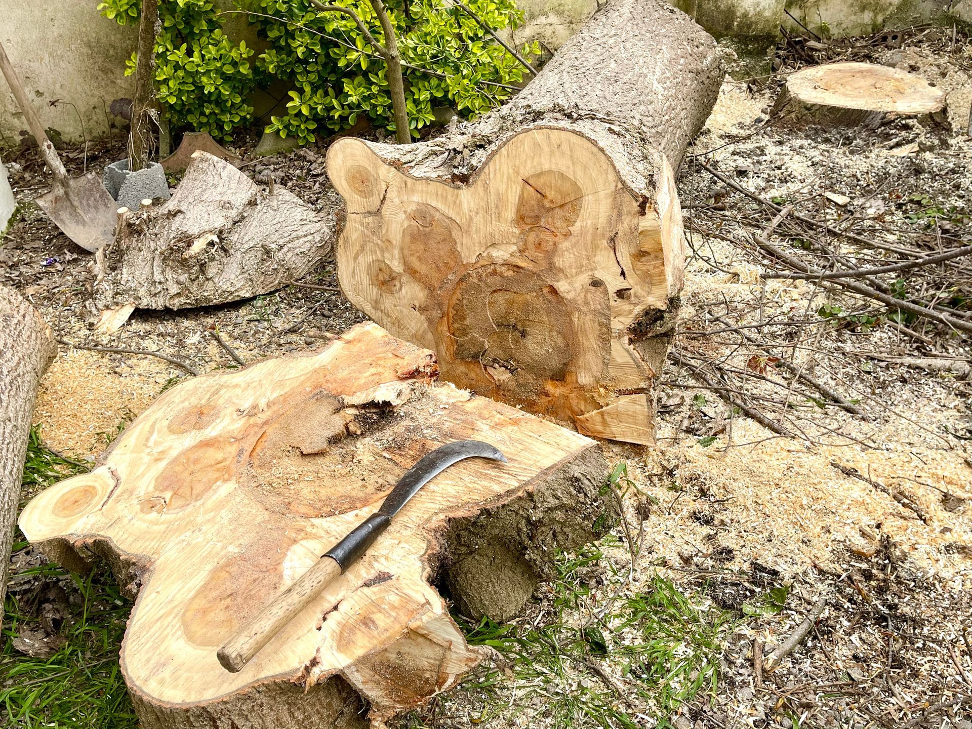 Tree removal stump with curved machete on ground after large tree cut in residential garden.