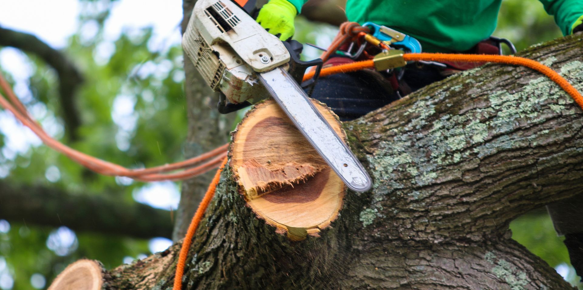 Close-up of a man using a chainsaw to cut a tree’s trunk and branches. 