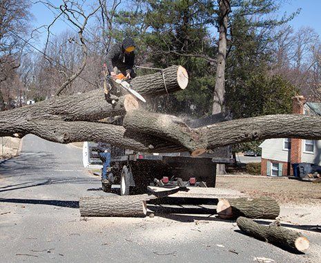 Man Cutting Fallen Tree — Hastings, MN — Rivertown Tree Service