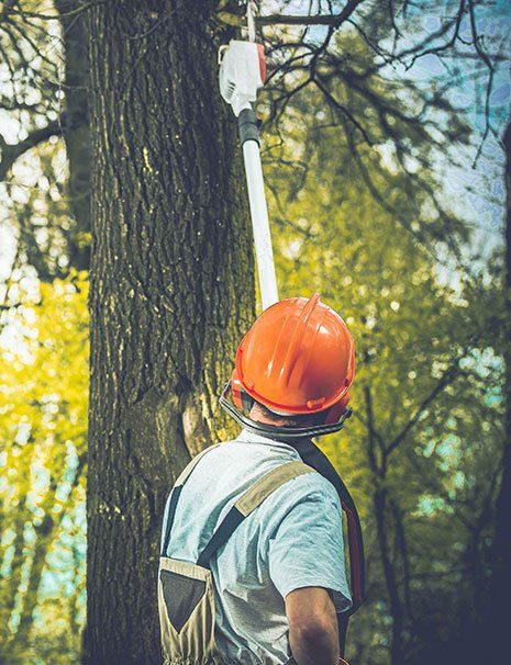 Man Cutting the Unhealthy Tree — Hastings, MN — Rivertown Tree Service
