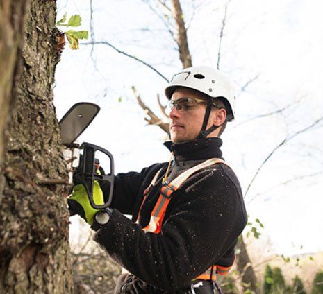 Man Pruning the Tree — Hastings, MN — Rivertown Tree Service