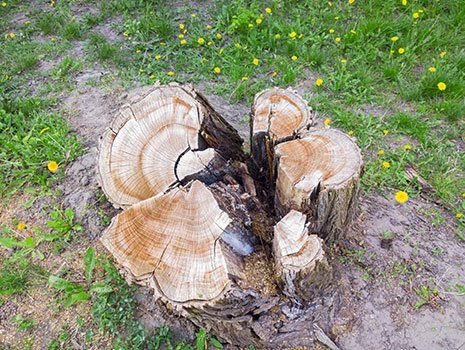 Tree Stump — Hastings, MN — Rivertown Tree Service