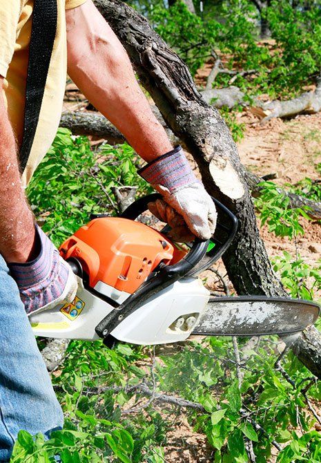 Man Cutting Trees — Hastings, MN — Rivertown Tree Service