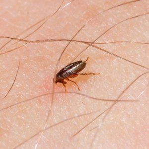 Flea Bites On A Human — Fort Smith, AR — Five Star Pest Control