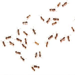 Ants On A House — Fort Smith, AR — Five Star Pest Control