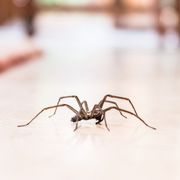 Common House Spider — Fort Smith, AR — Five Star Pest Control