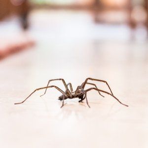 Common House Spider — Fort Smith, AR — Five Star Pest Control