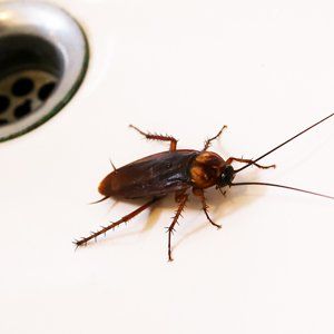 Cockroach On A Floor — Fort Smith, AR — Five Star Pest Control