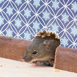 Rodent On A House — Fort Smith, AR — Five Star Pest Control