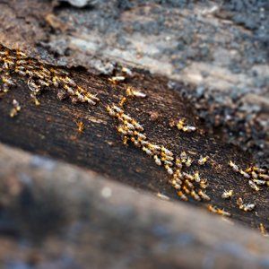 Termite On A House — Fort Smith, AR — Five Star Pest Control