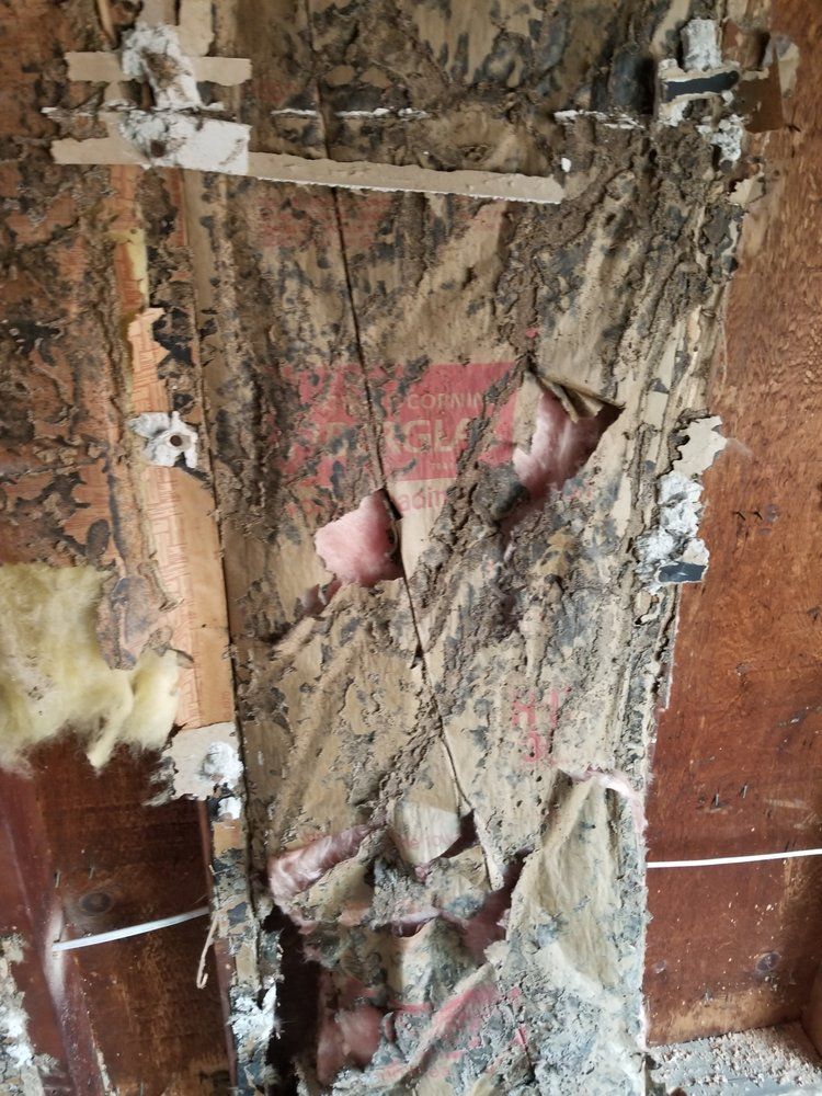 Cloth With Termites - Atlantic County, NJ - Gold Shield Pest Control