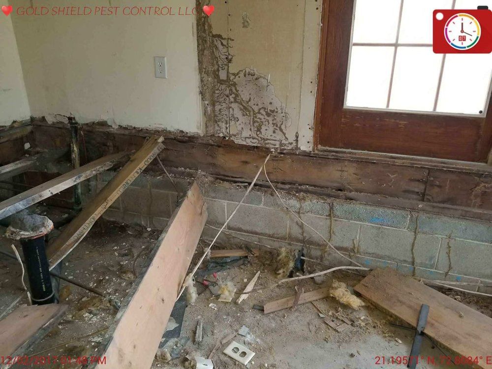 Wall with Termites - Atlantic County, NJ - Gold Shield Pest  Control