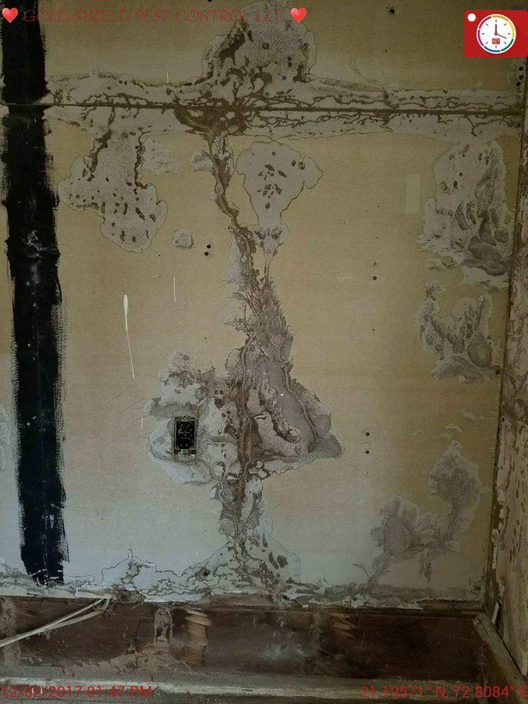 Wall Termites - Atlantic County, NJ - Gold Shield Pest Control