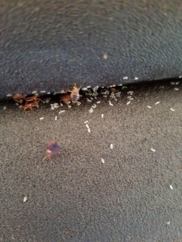 Termites - Atlantic County, NJ - Gold Shield Pest Control