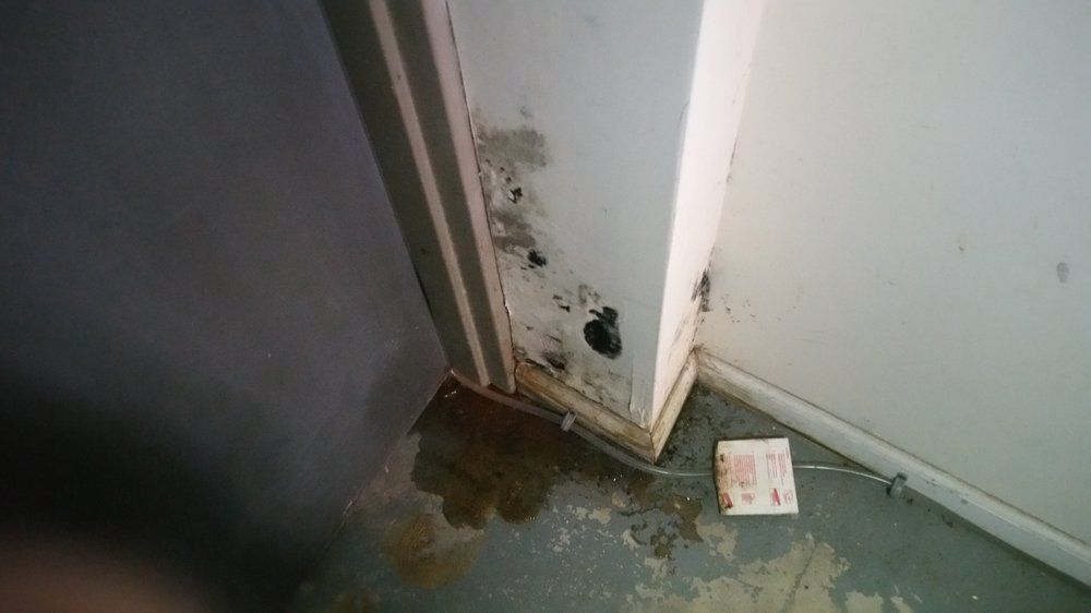 Wall Mold - Atlantic County, NJ - Gold Shield Pest Control