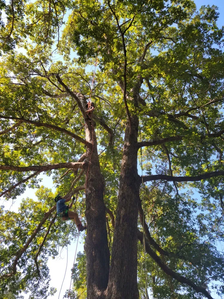 A man is climbing a tree on a sunny day