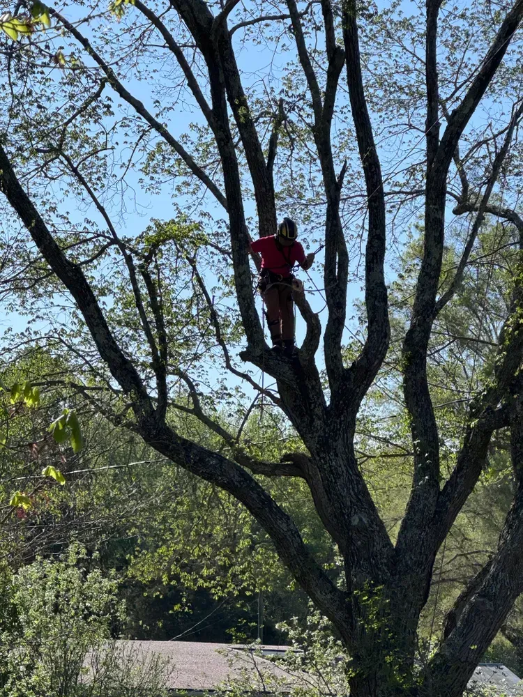 A man is standing on top of a tree.