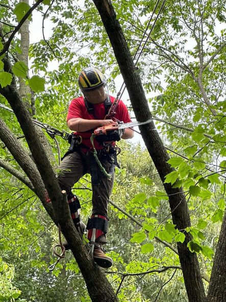 A man is cutting a tree branch with a pair of scissors.
