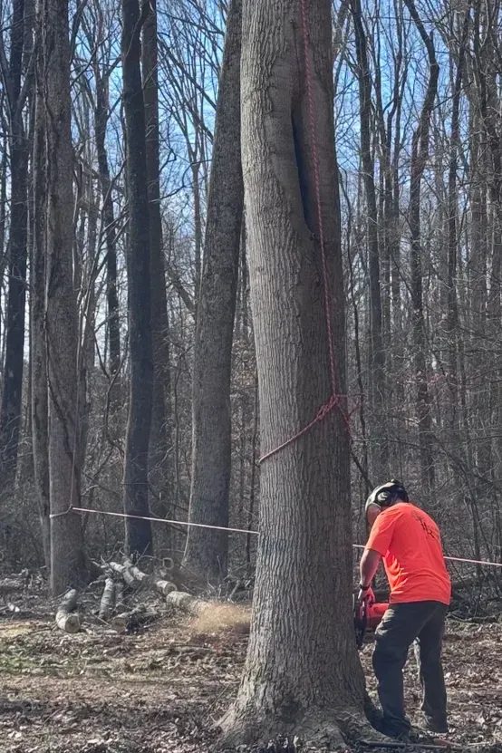 A man is cutting a tree with a chainsaw in the woods.