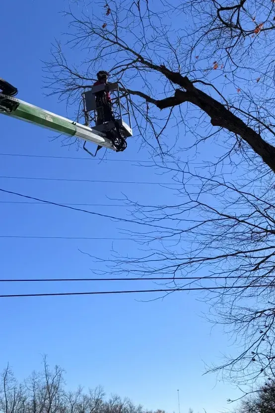 A man is cutting a tree with a crane.