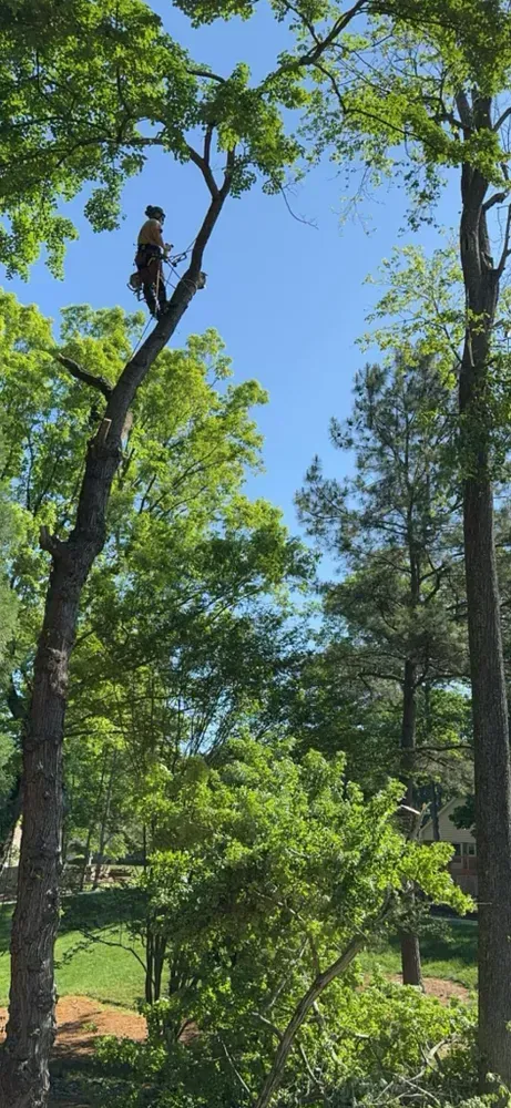 A man is climbing a tree with a chainsaw.