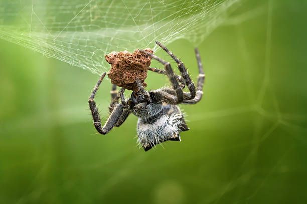 Large spiny spider on its web outdoors.