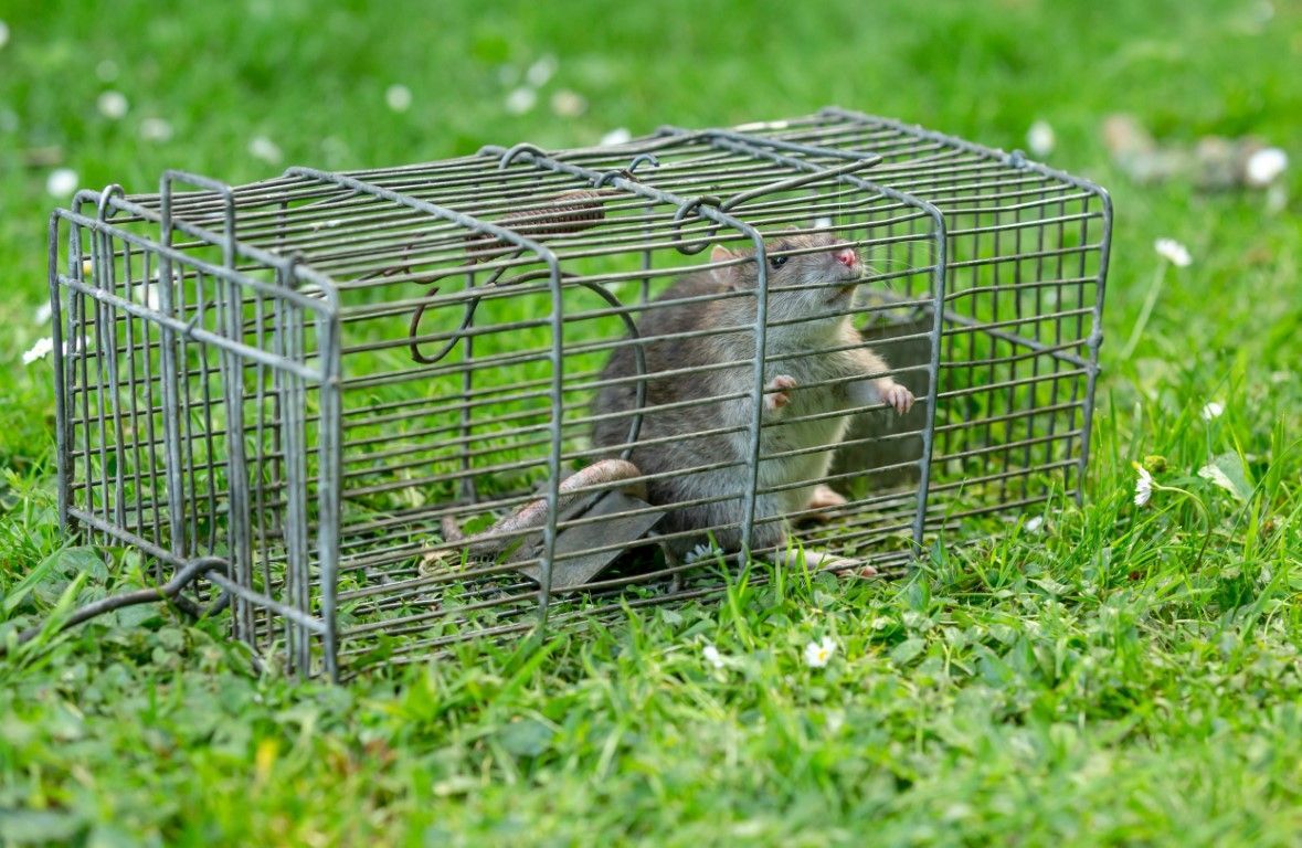 Close up of a large brown rat.