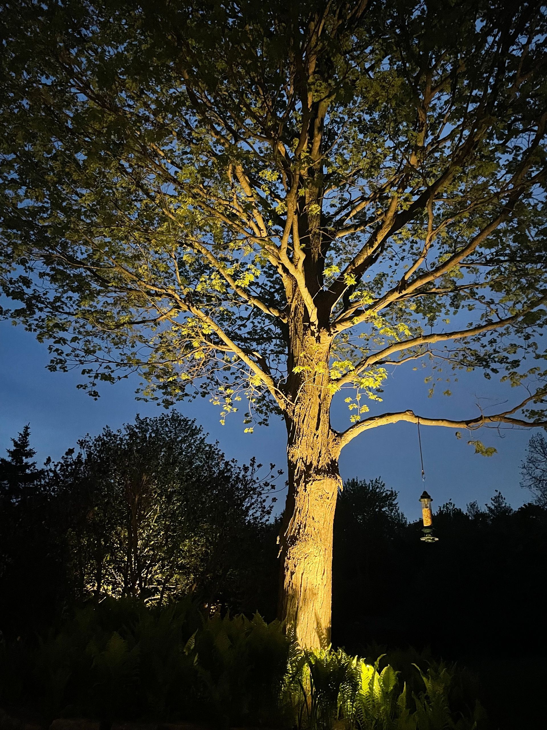 A tree is lit up at night with a bird feeder hanging from it