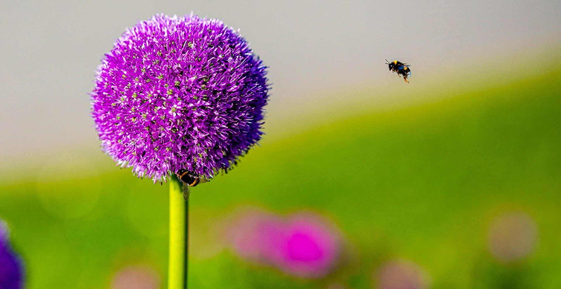 Detailaufname Blume und Biene