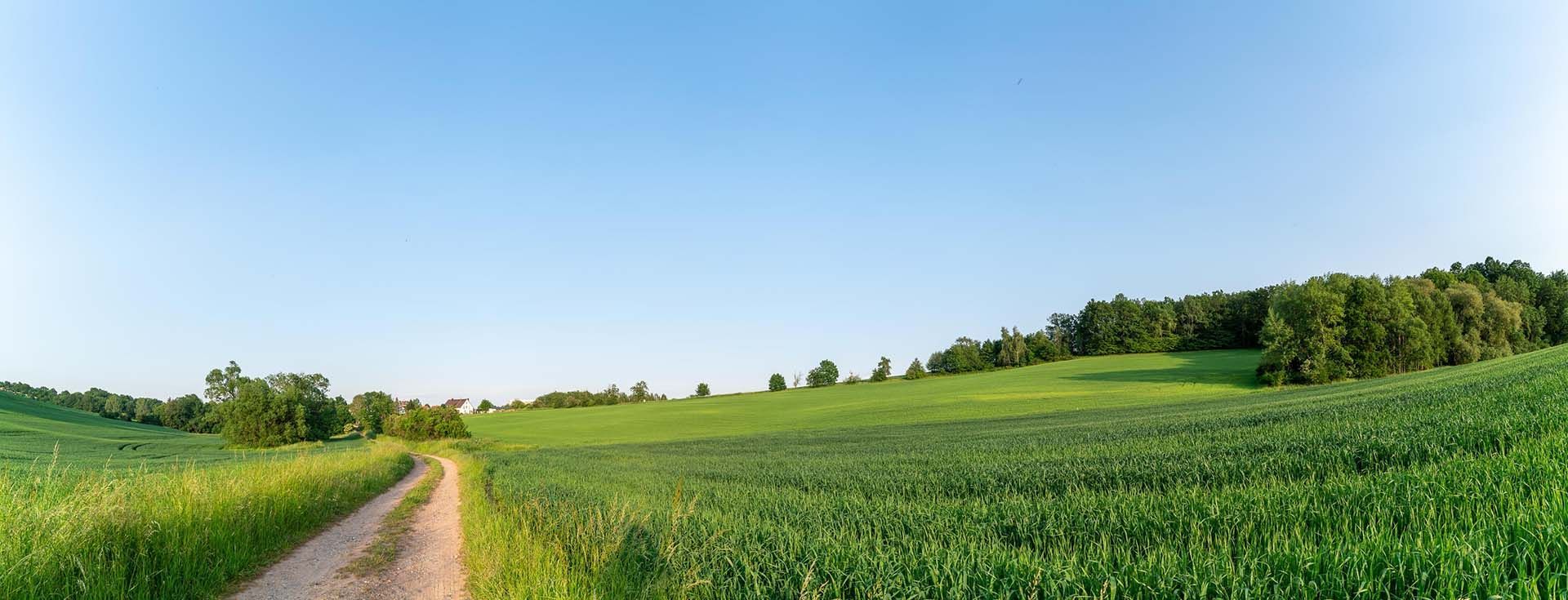 Rows of leafy green plants in a field with a line of trees silhouetted by the setting sun in the background.