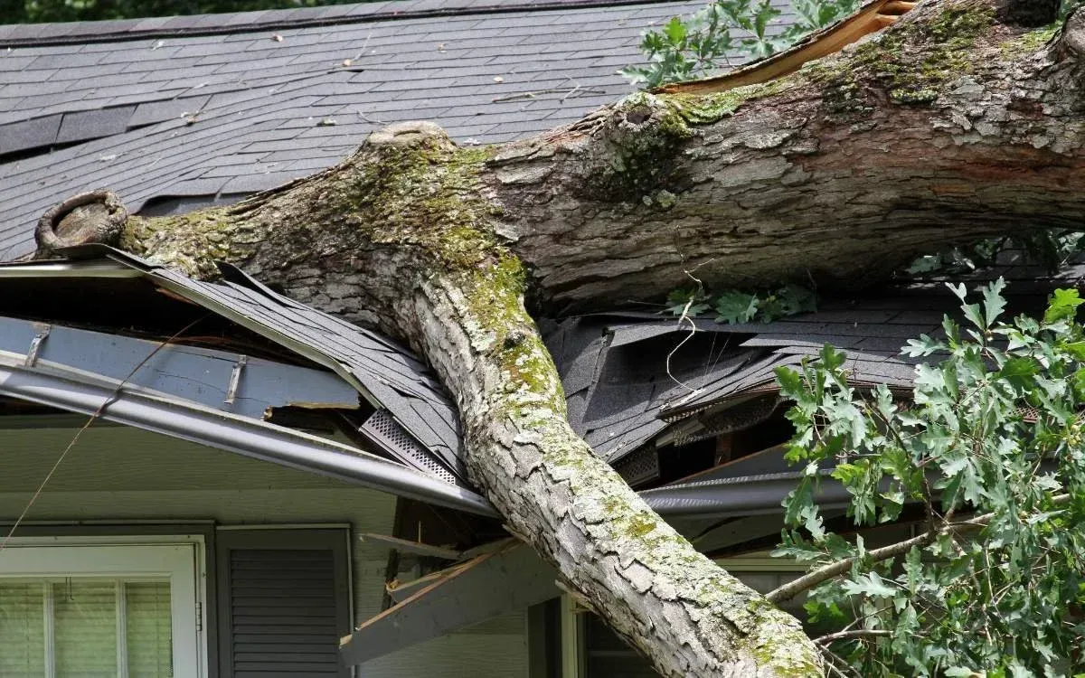 Tree trunk fallen onto a house roof, damaging shingles and gutter.