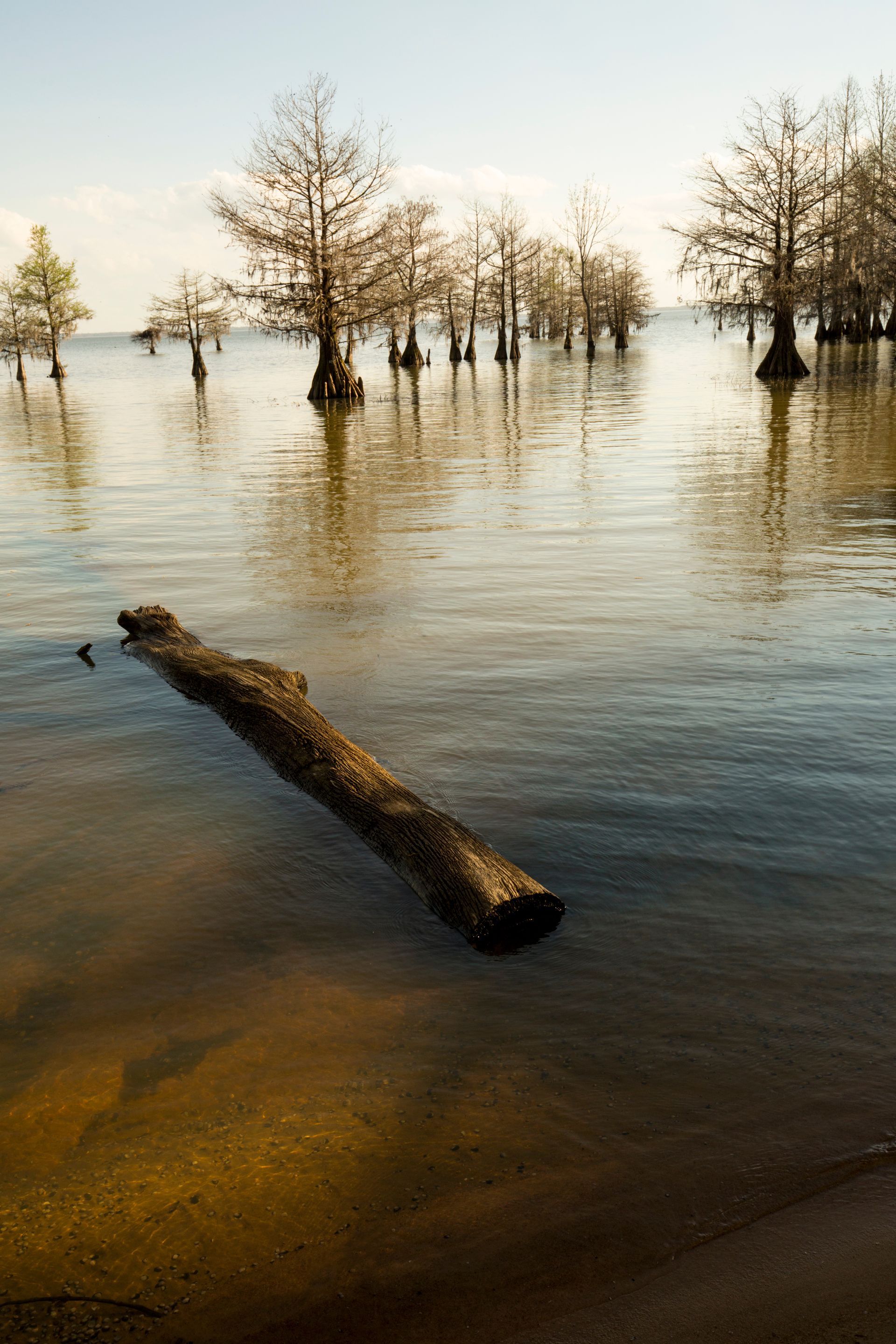 A log is floating in the middle of a lake surrounded by trees.