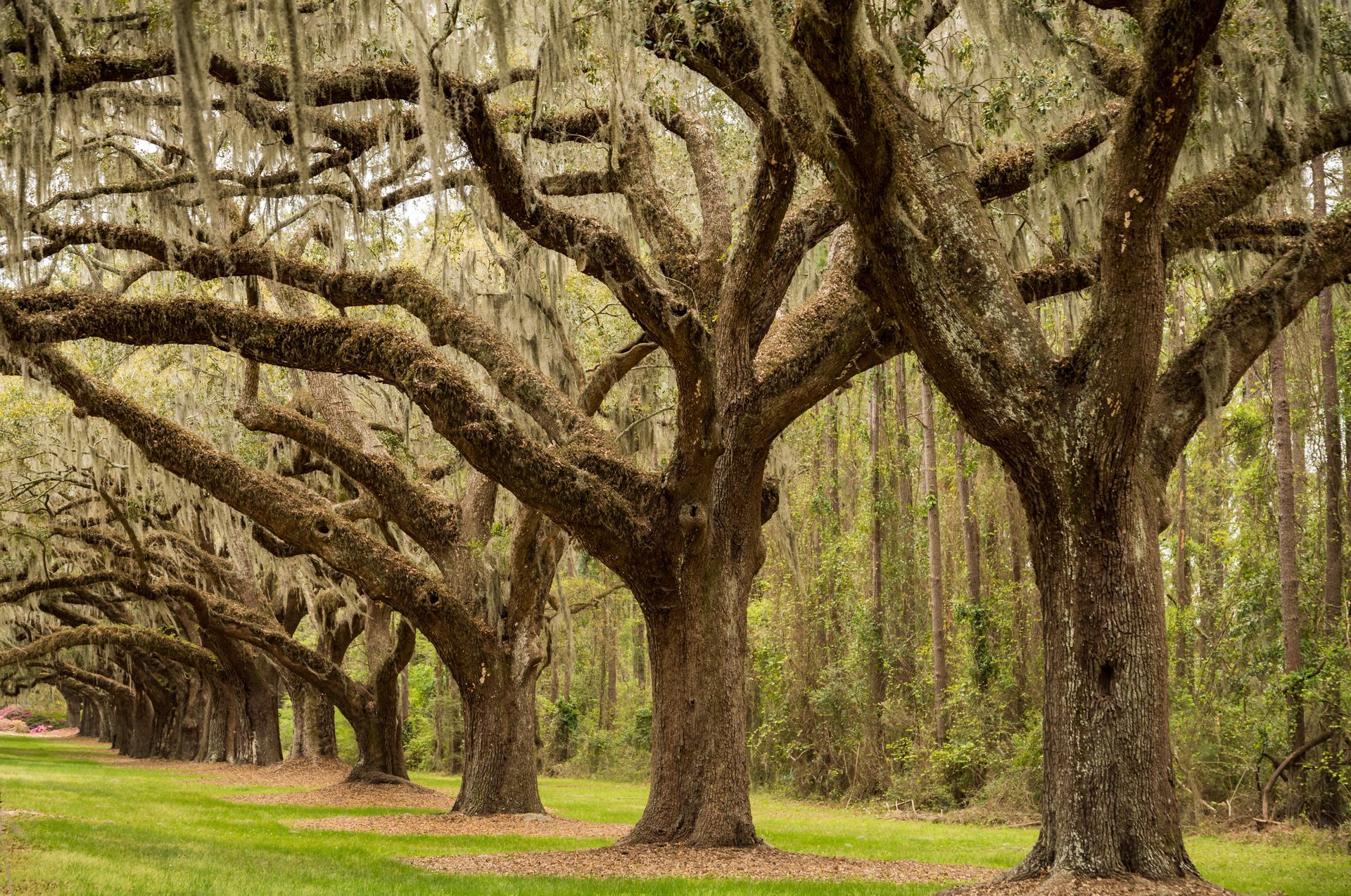 A row of trees in a forest with spanish moss hanging from the branches.