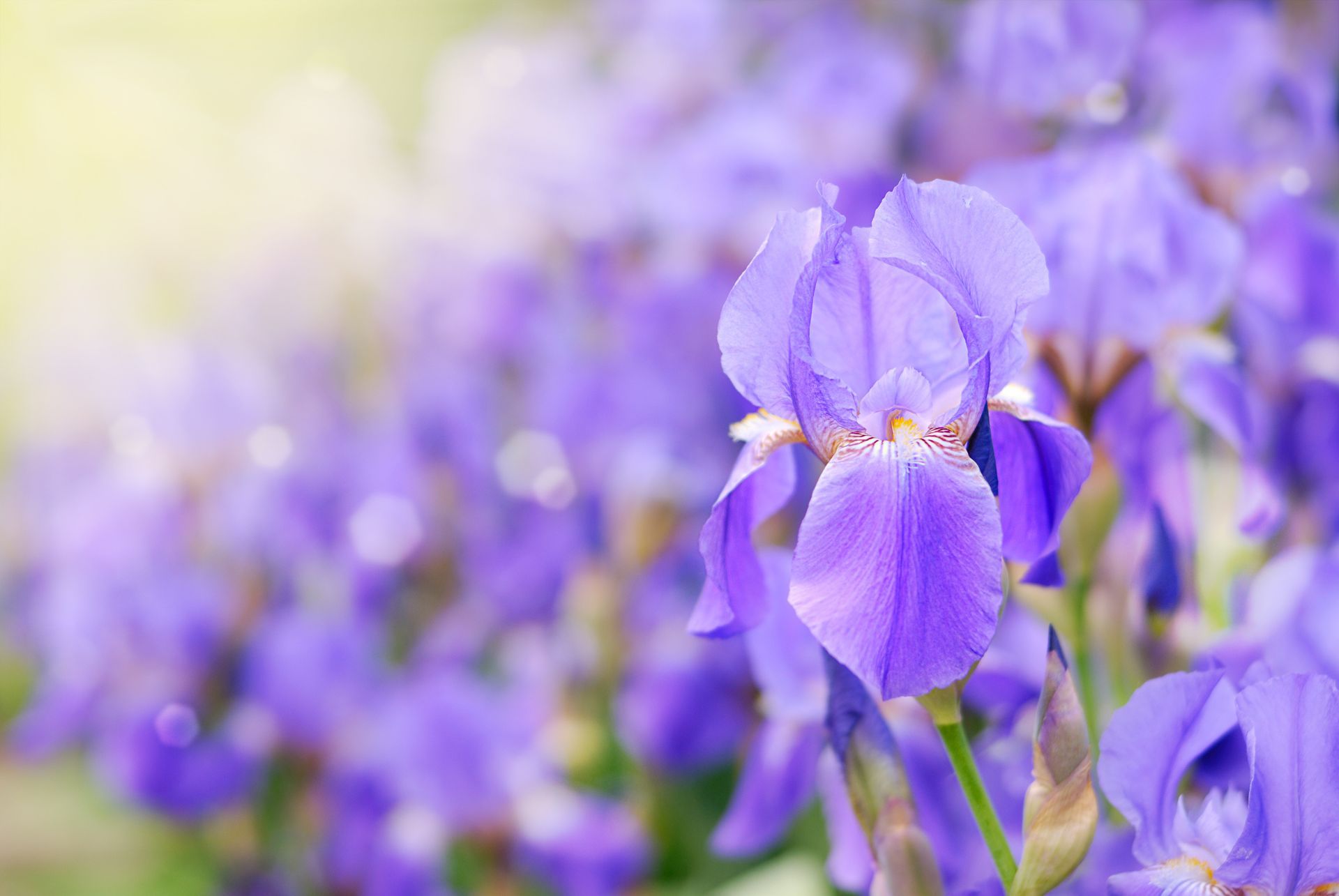 Purple iris flowers in a garden, with sunlit petals and a soft focus background.